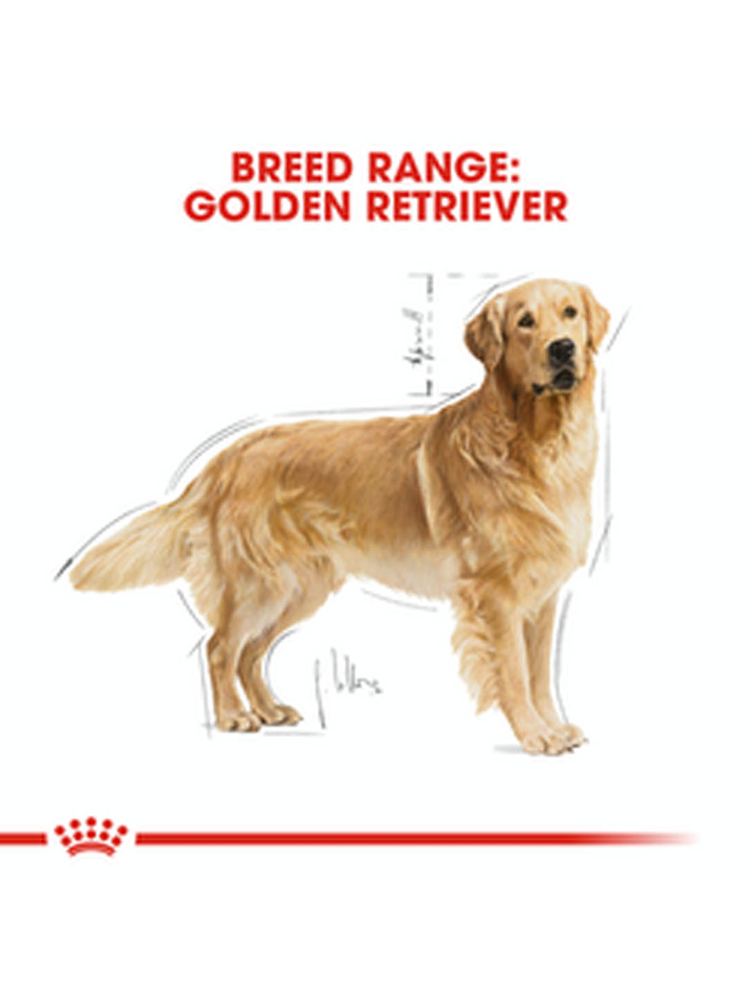 royal canin golden retriever puppy 12 kg